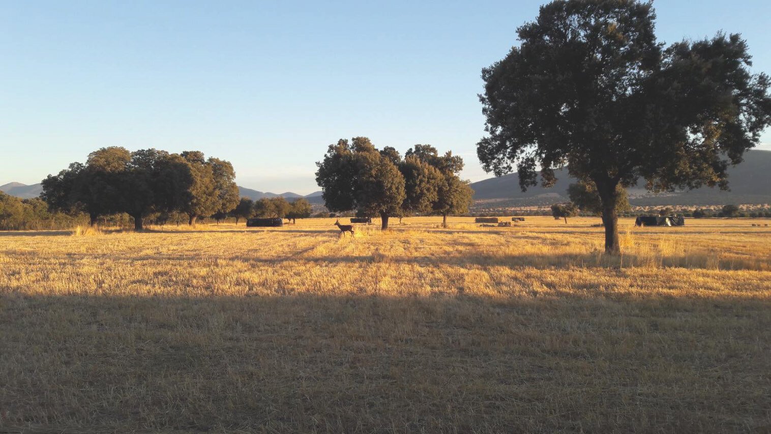 Hunting Estate With Almost 5,000 Acres In The Heart Of The Toledo Mountain. Estate in Ciudad Real, Castile-La Mancha, Spain
