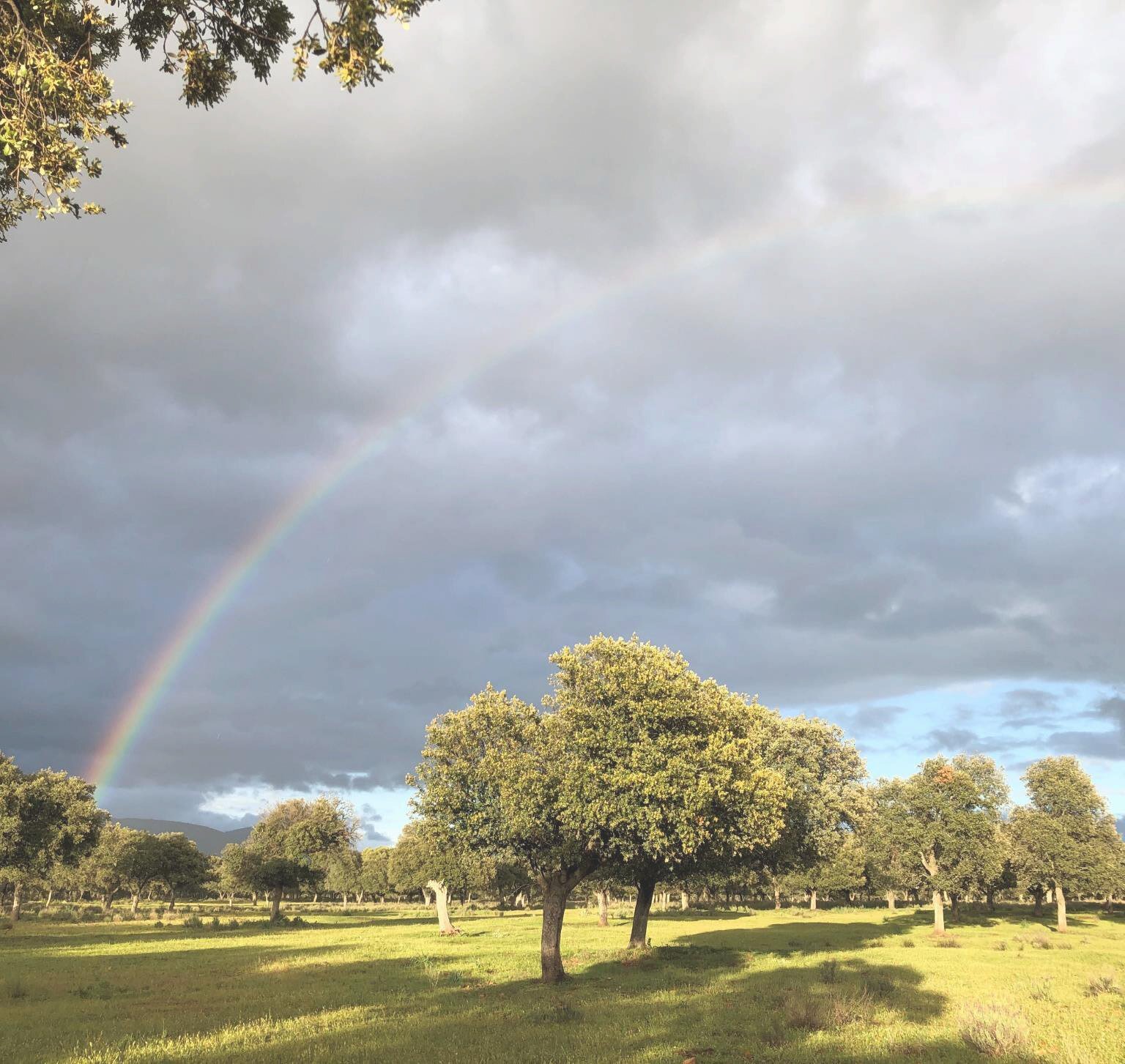 Hunting Estate With Almost 5,000 Acres In The Heart Of The Toledo Mountain. Estate in Ciudad Real, Castile-La Mancha, Spain