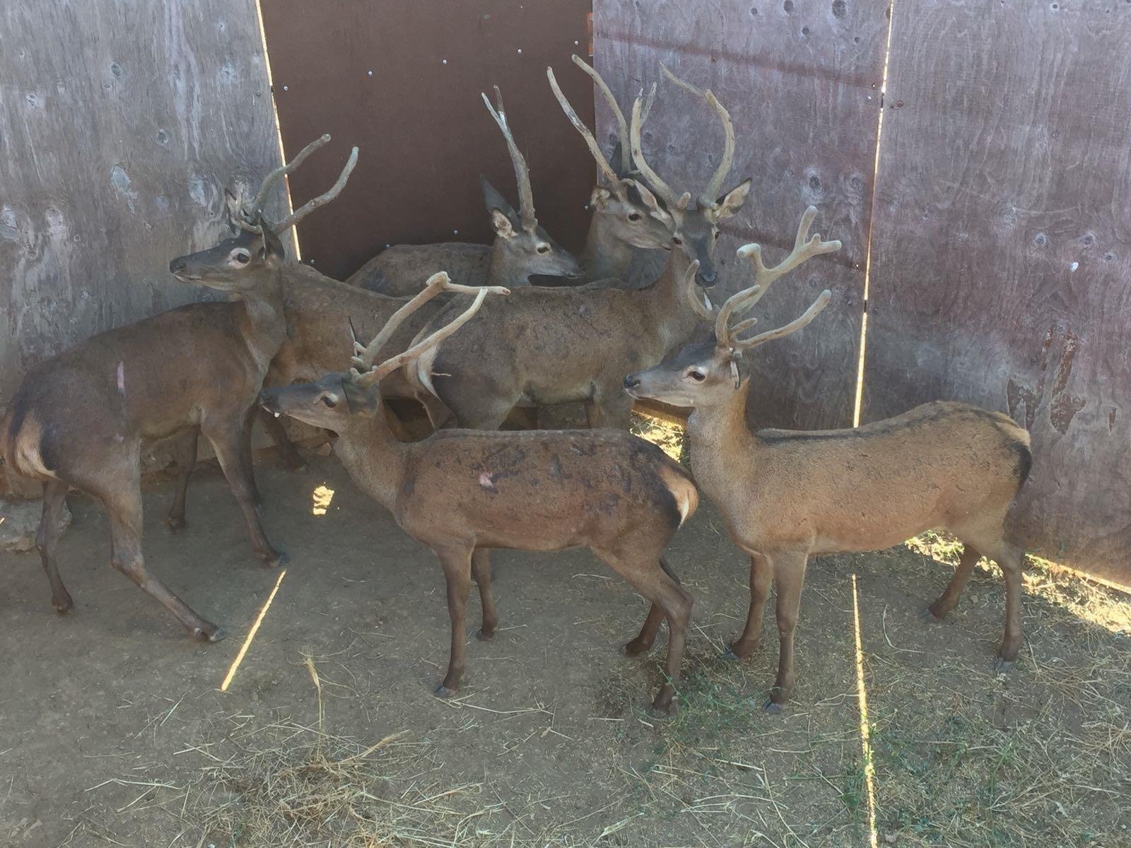 Hunting Estate With Almost 5,000 Acres In The Heart Of The Toledo Mountain. Estate in Ciudad Real, Castile-La Mancha, Spain