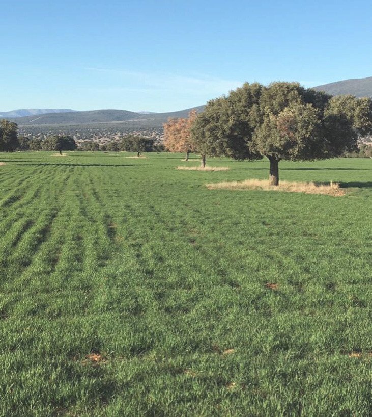 Hunting Estate With Almost 5,000 Acres In The Heart Of The Toledo Mountain. Estate in Ciudad Real, Castile-La Mancha, Spain