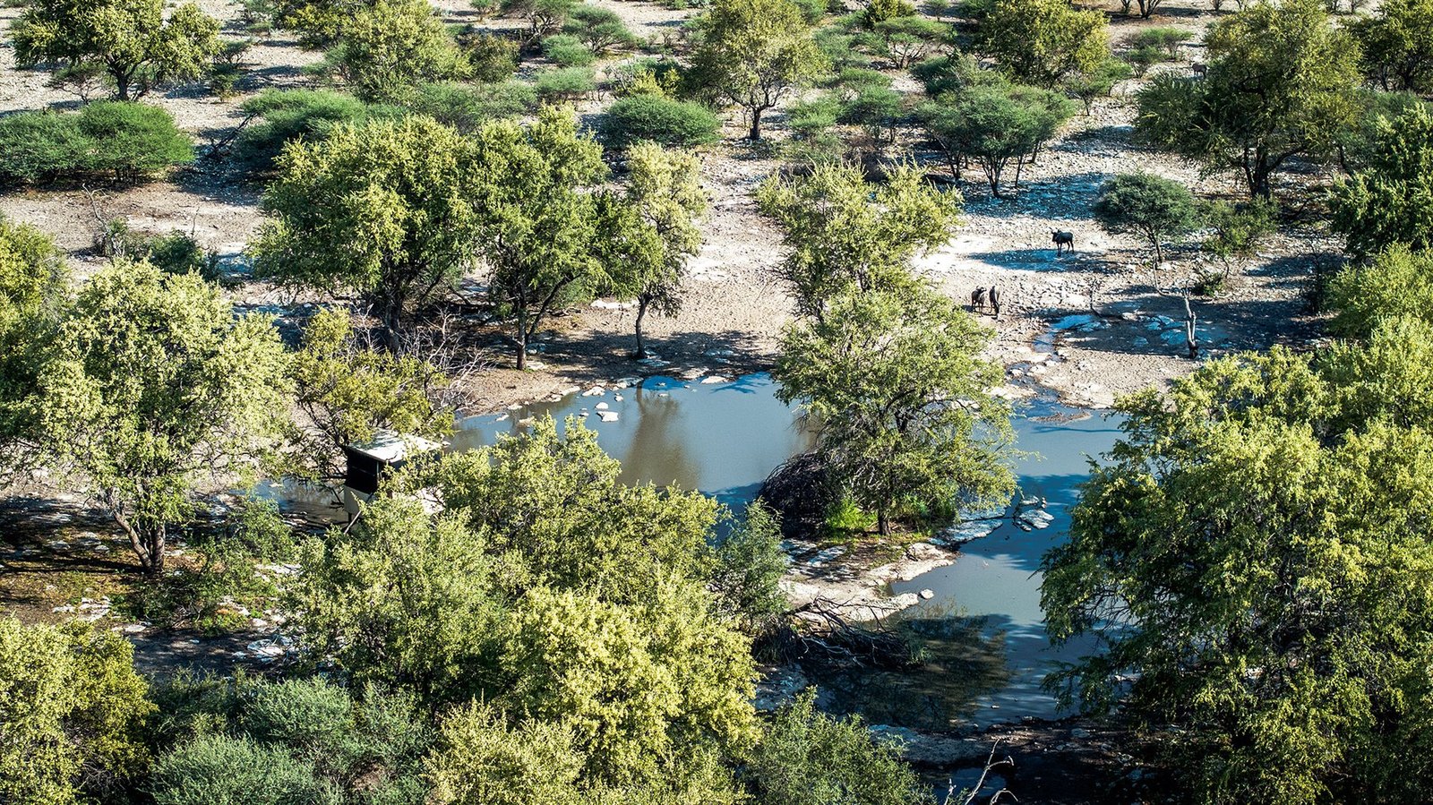 Botswana Conservancy Estate in Ghanzi, Ghanzi District, Botswana