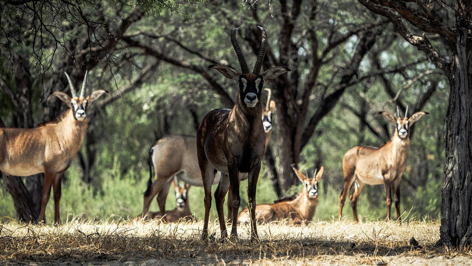 Botswana Conservancy Estate in Ghanzi, Ghanzi District, Botswana
