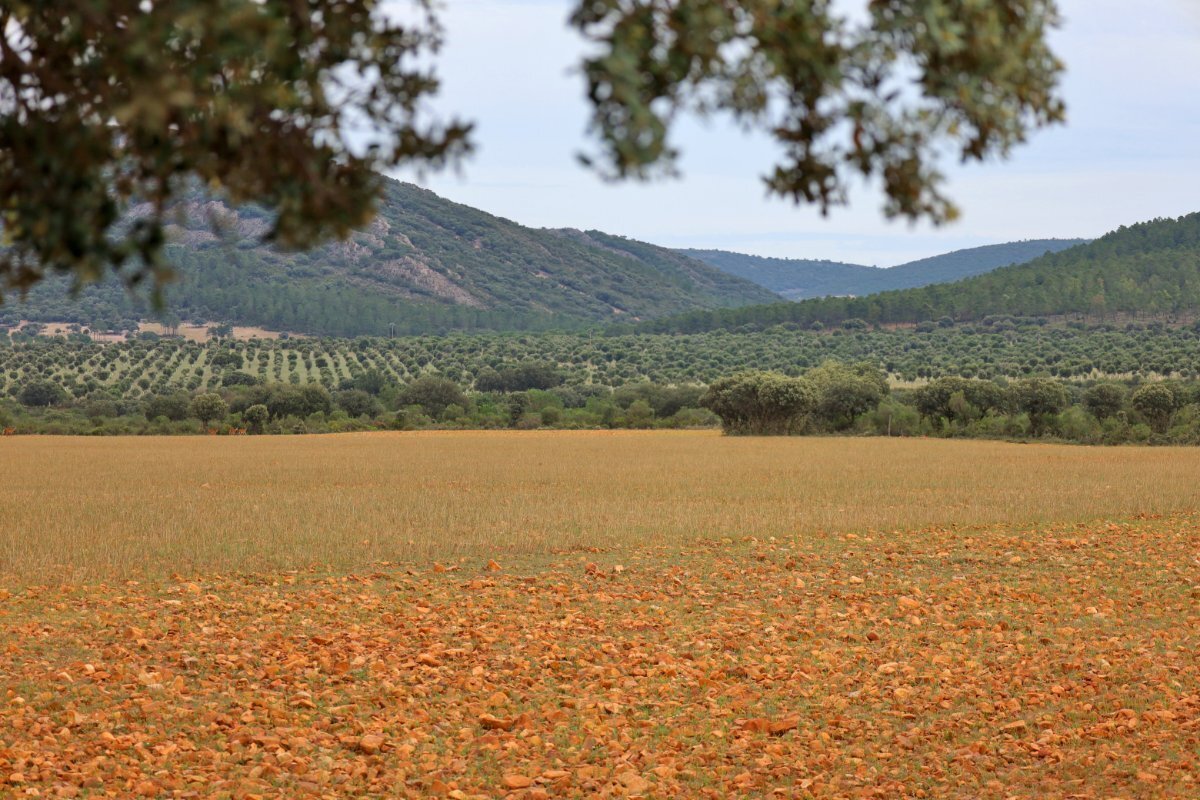 18,634 Acres Of Timeless Grandeur And Rugged Spanish Natural Beauty: El Casarejo Estate in Piedrabuena, Castile-La Mancha, Spain