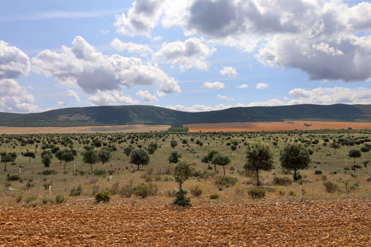 18,634 Acres Of Timeless Grandeur And Rugged Spanish Natural Beauty: El Casarejo Estate in Piedrabuena, Castile-La Mancha, Spain