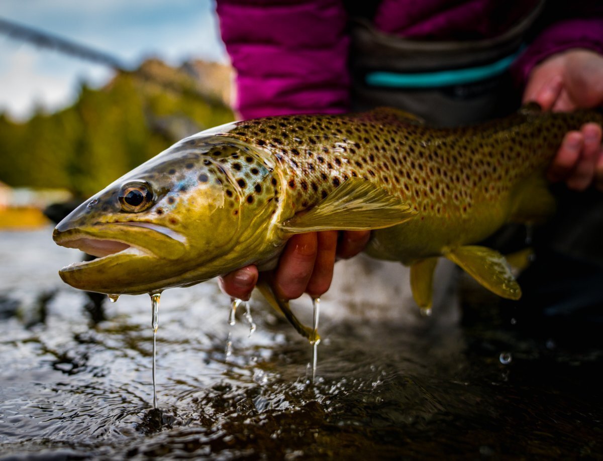 A Luxury Montana Mountain Resort Situated On 379 Acres Of Private Land. Farm Ranch in Ennis, Montana, United States
