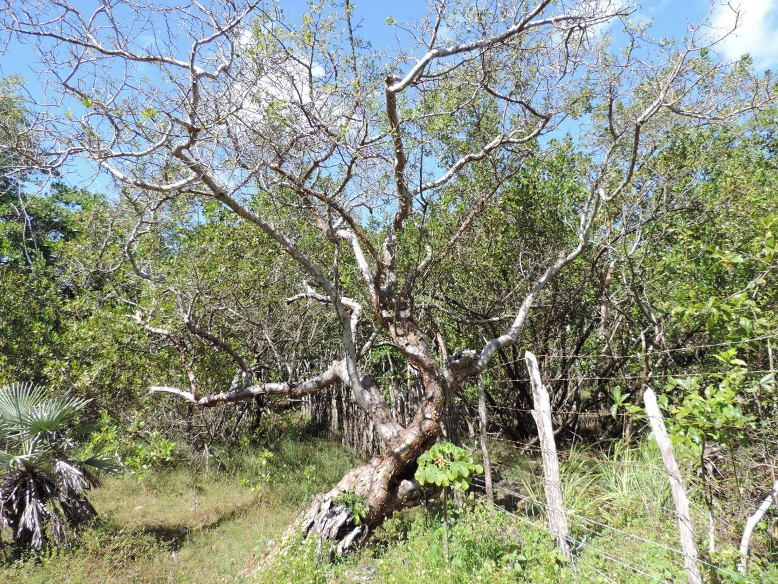 Land in State of Ceará, Brazil