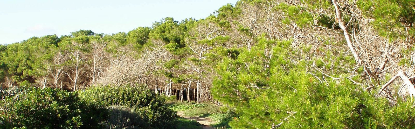 Santa Maria Island, With Mansion And Olive Grove Private Island in Villaggio San Teodoro, Sicily, Italy