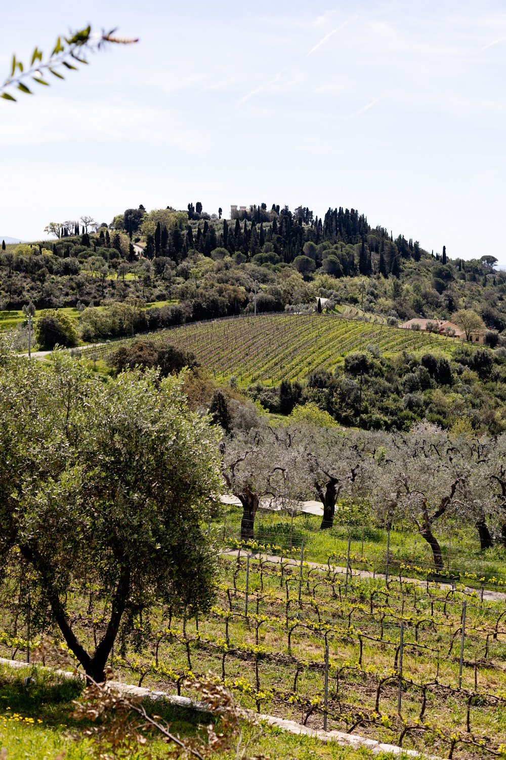 Modern Castle With Vineyard In Tuscany Castle in Campiglia Marittima, Tuscany, Italy 1 - 15496784
