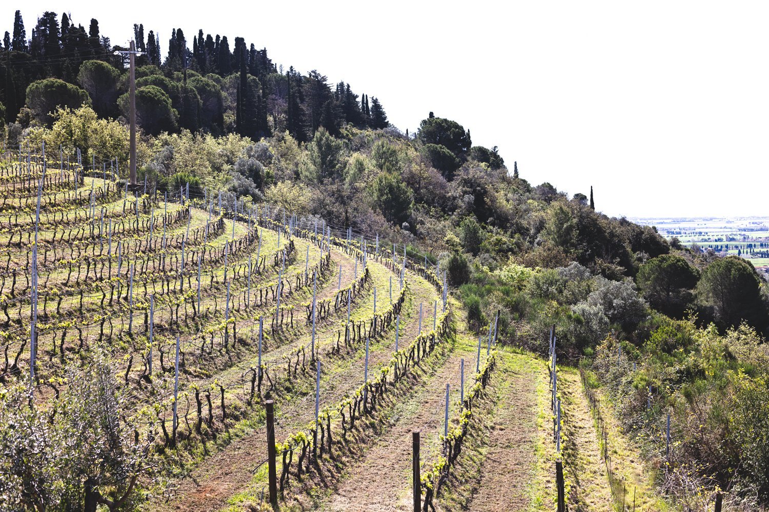 Modern Castle With Vineyard In Tuscany Castle in Campiglia Marittima, Tuscany, Italy 1 - 15496784