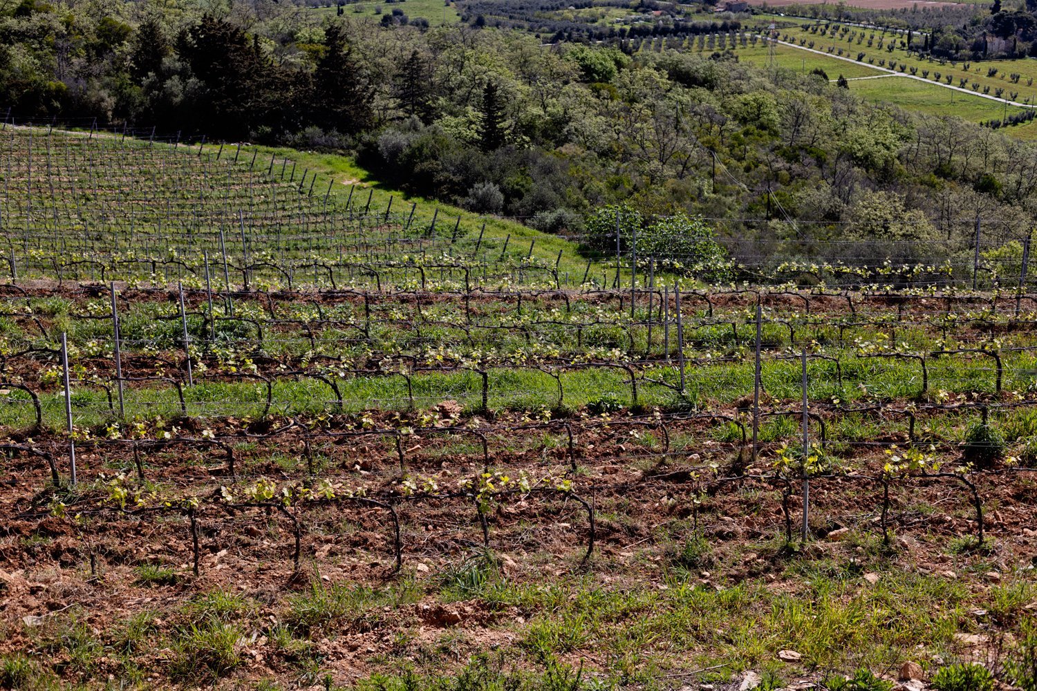 Modern Castle With Vineyard In Tuscany Castle in Campiglia Marittima, Tuscany, Italy 1 - 15496784