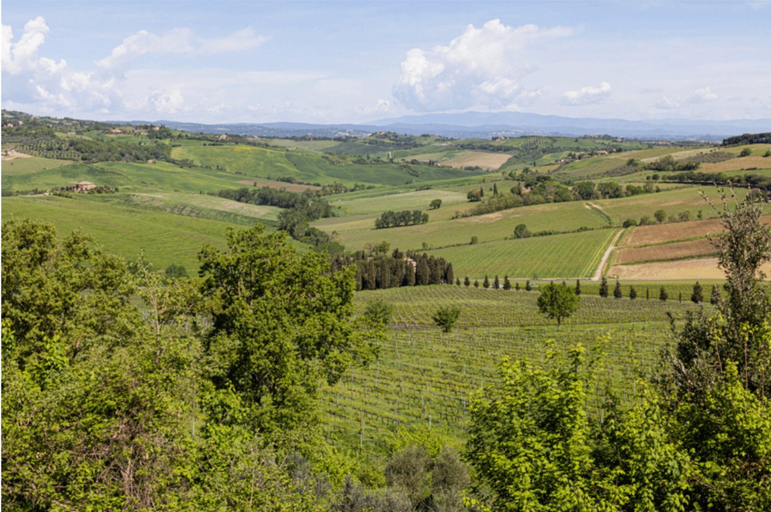 Organic Winery Estate In Montepulciano 50 Hec Of Premium Vineyards And Olive Groves Estate in Montepulciano, Tuscany, Italy 1 - 15628784
