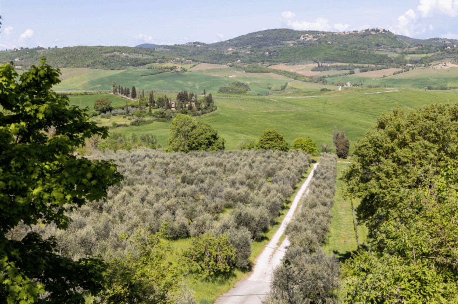 Organic Winery Estate In Montepulciano 50 Hec Of Premium Vineyards And Olive Groves Estate in Montepulciano, Tuscany, Italy 1 - 15628784
