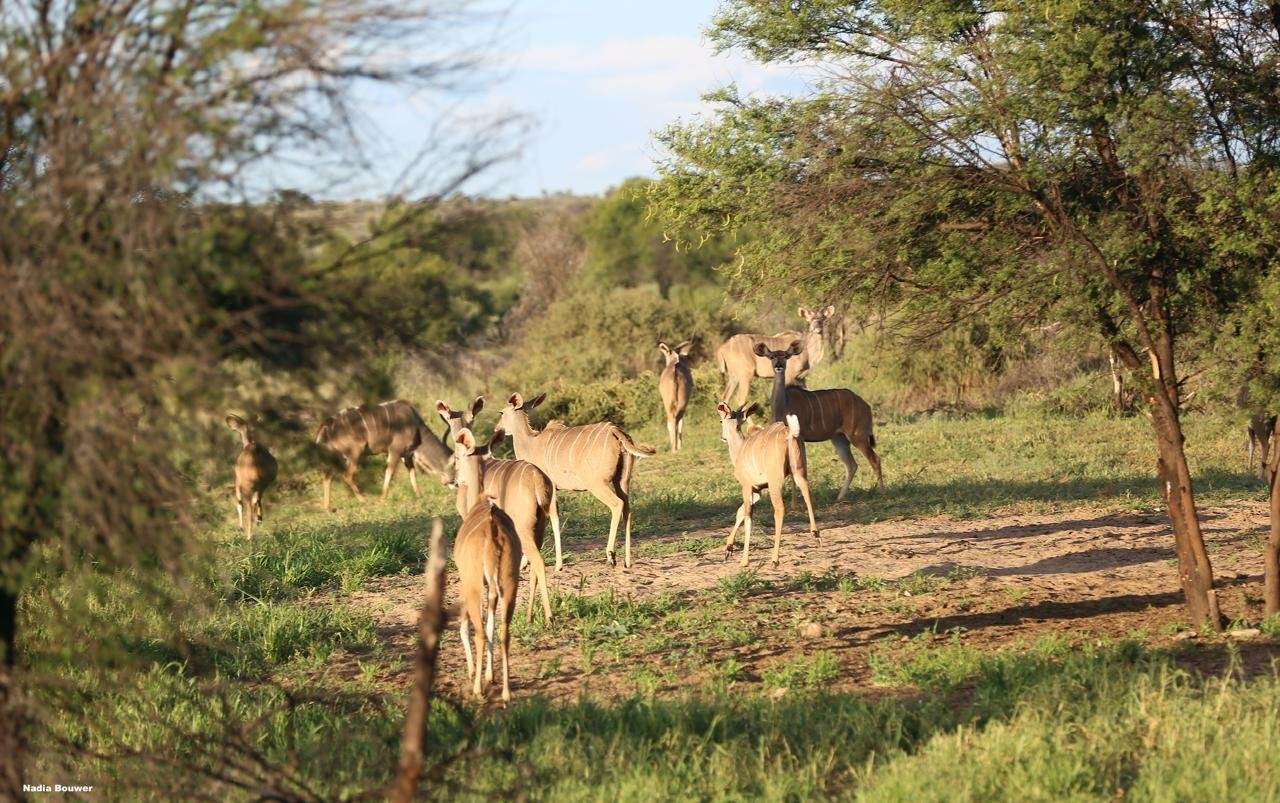 For Sale Cattle & Game Farm In The Gobabis Area Farm Ranch in Gobabis, Omaheke Region, Namibia