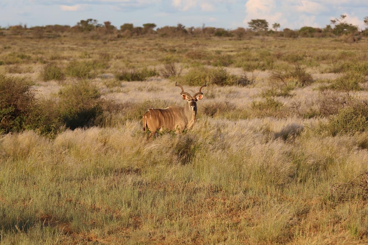 For Sale Cattle & Game Farm In The Gobabis Area Farm Ranch in Gobabis, Omaheke Region, Namibia