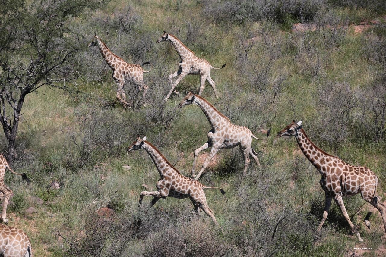 For Sale Cattle & Game Farm In The Gobabis Area Farm Ranch in Gobabis, Omaheke Region, Namibia