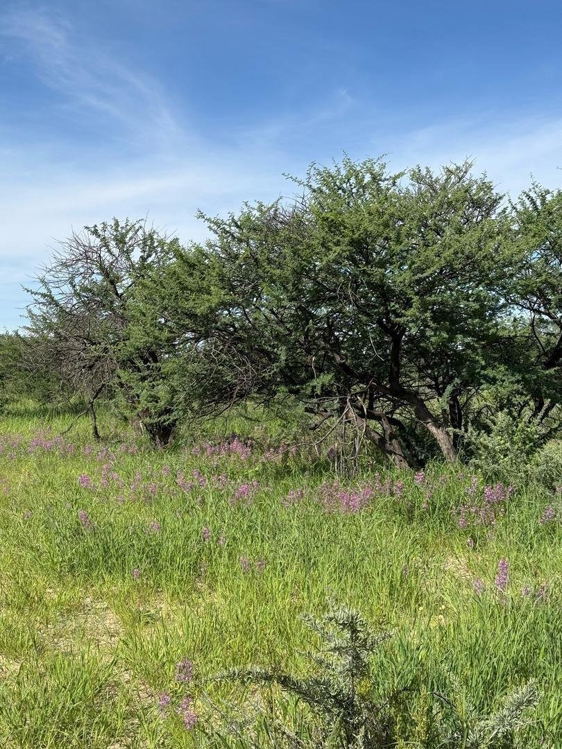 For Sale Farm In Omaruru, Namibia Farm Ranch in Omaruru, Erongo Region, Namibia