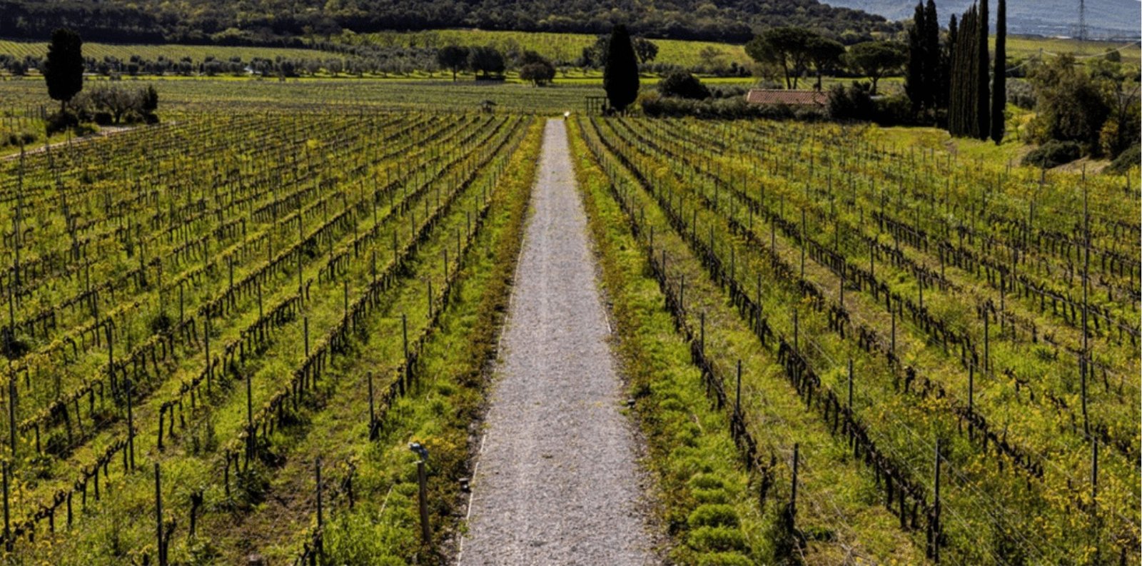 Prestigious Wine Estate In Val Di Cornia Farm Ranch in Suvereto, Tuscany, Italy 1 - 15665307