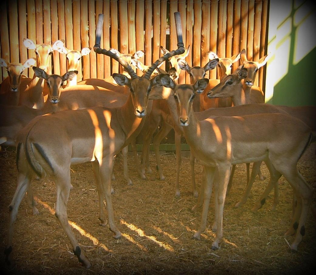 Game Lodge For Sale In The Mariental Area Mariental, Hardap Region, Namibia