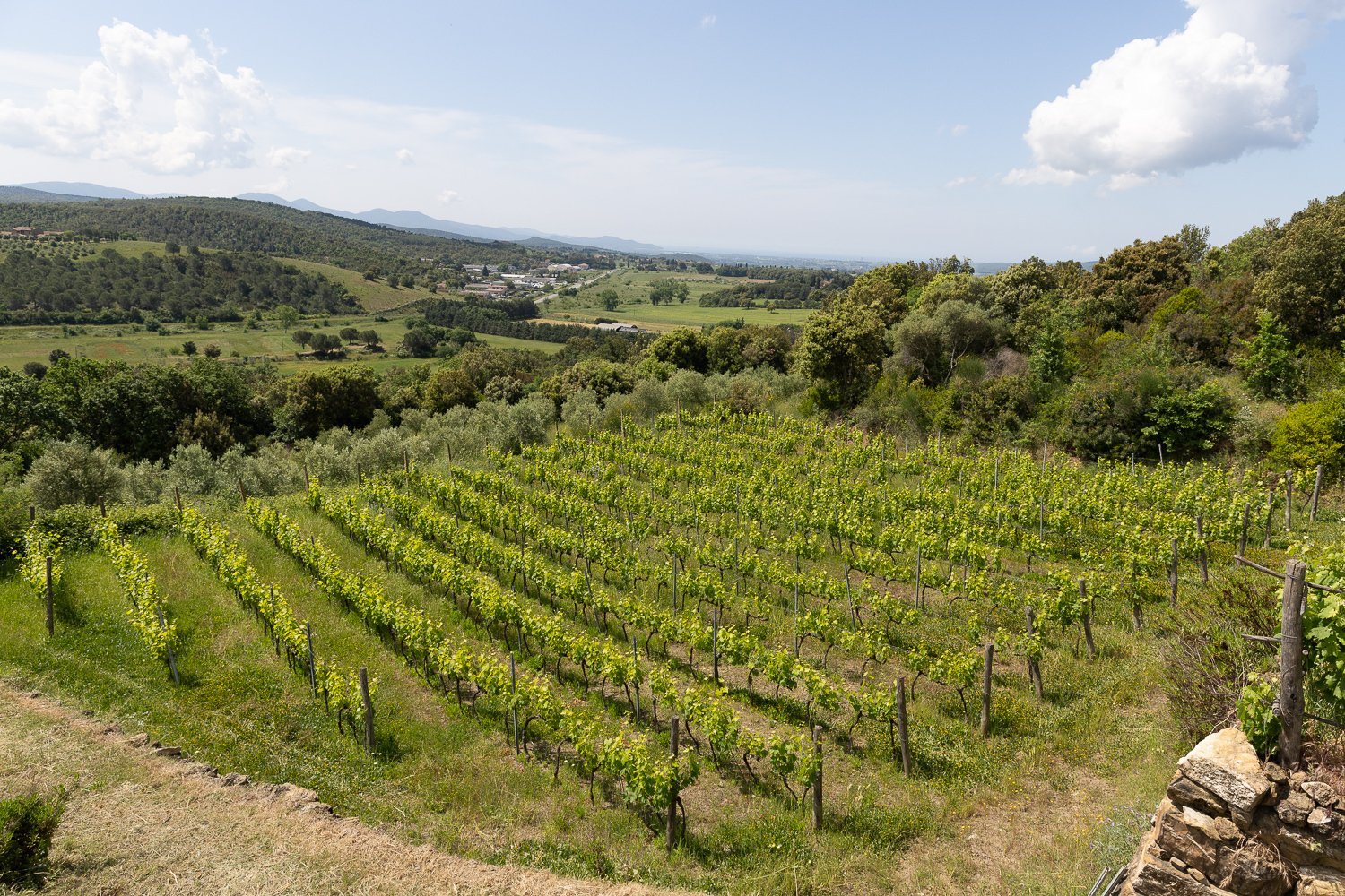 Magnificent Villa With Pool And Vineyard Views, Just Minutes From The Sea Villa in Massa Marittima, Tuscany, Italy 1 - 15665185
