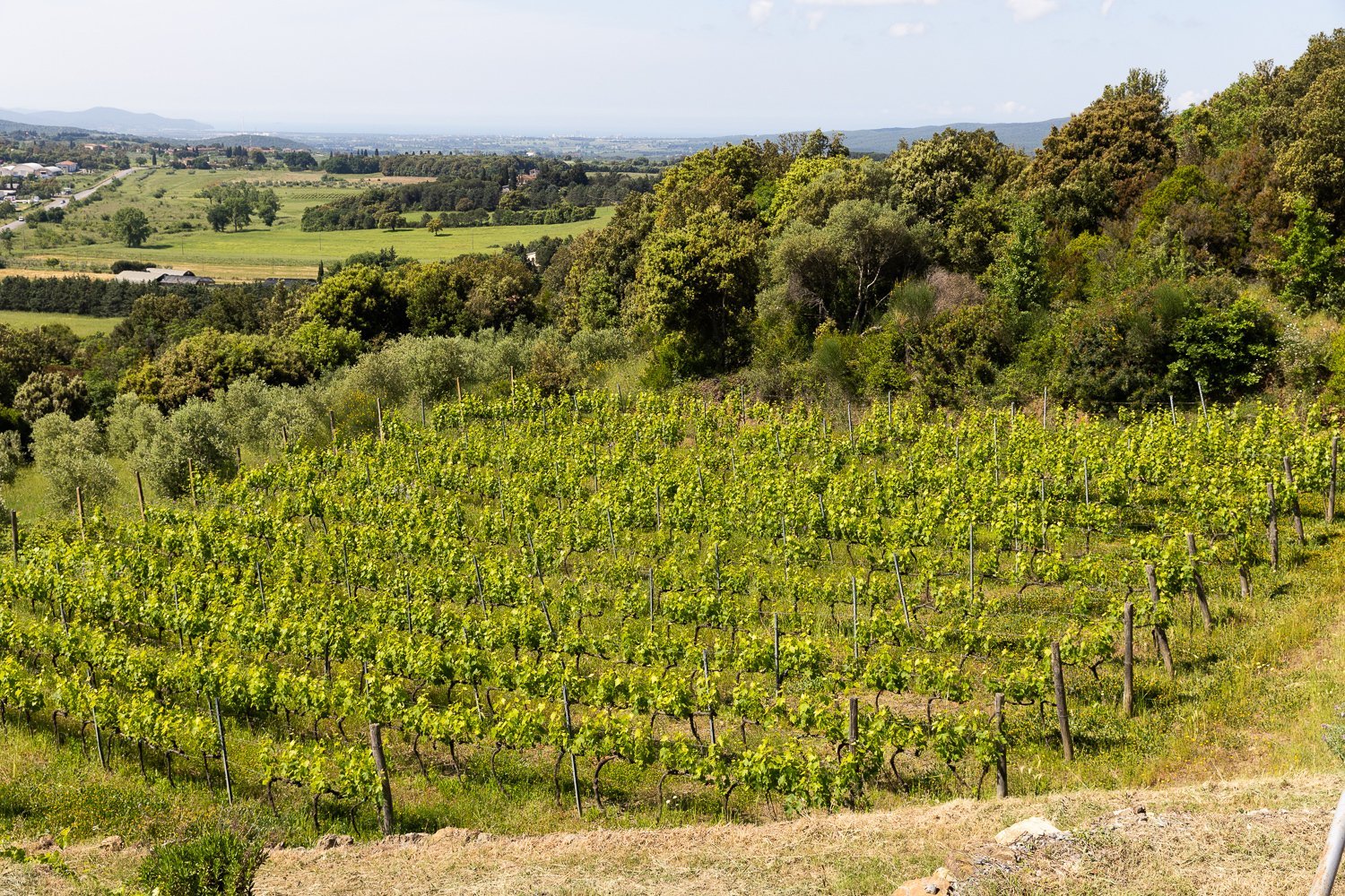 Magnificent Villa With Pool And Vineyard Views, Just Minutes From The Sea Villa in Massa Marittima, Tuscany, Italy 1 - 15665185