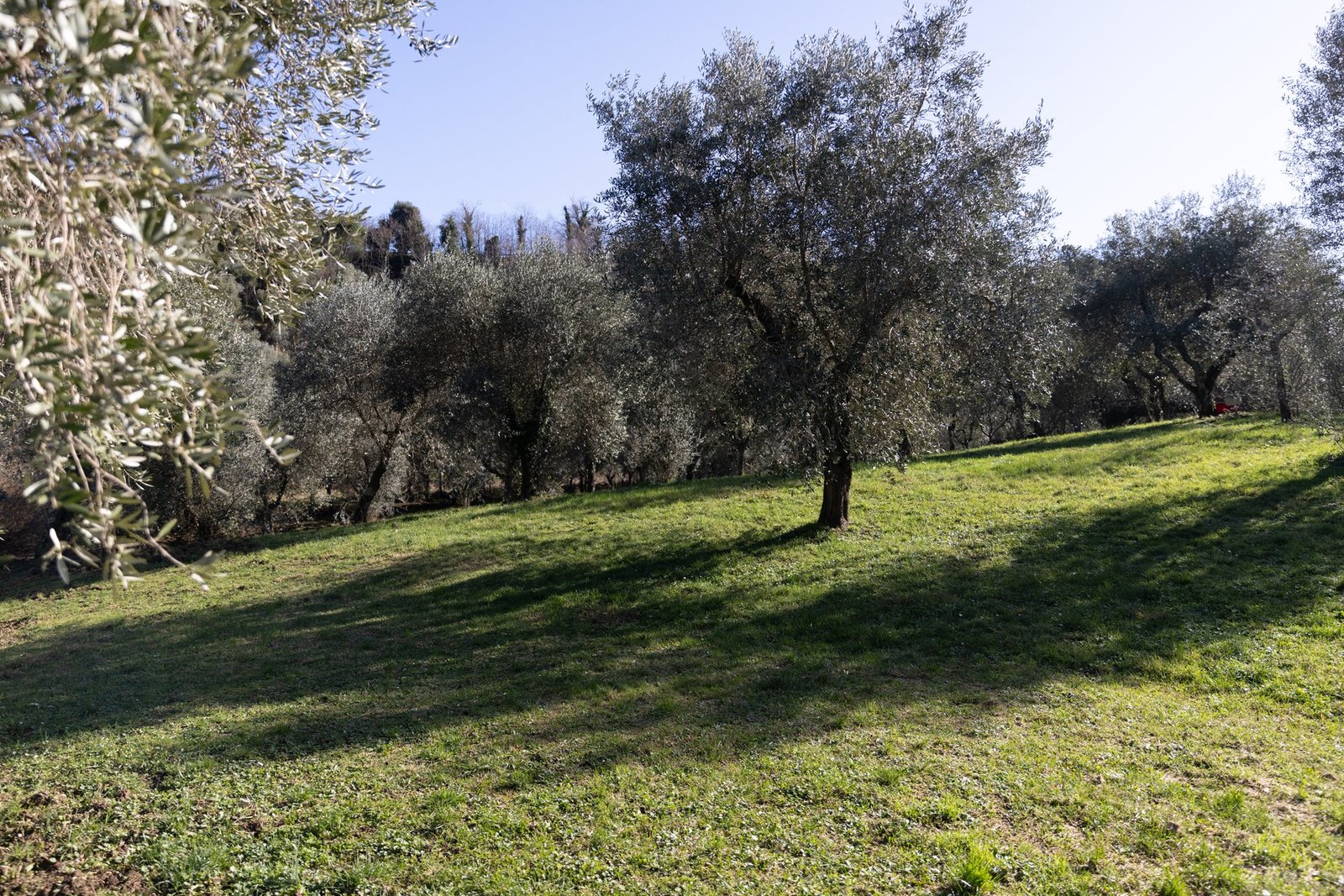 Rustic Traditional Tuscan Villa In Countryside Villa in Montecatini Terme, Tuscany, Italy 1 - 15500855
