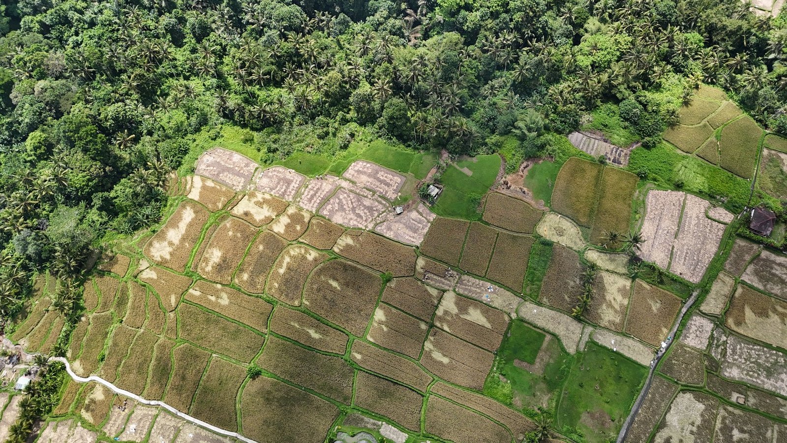 Land in Ubud, Bali, Indonesia 1 - 14412540