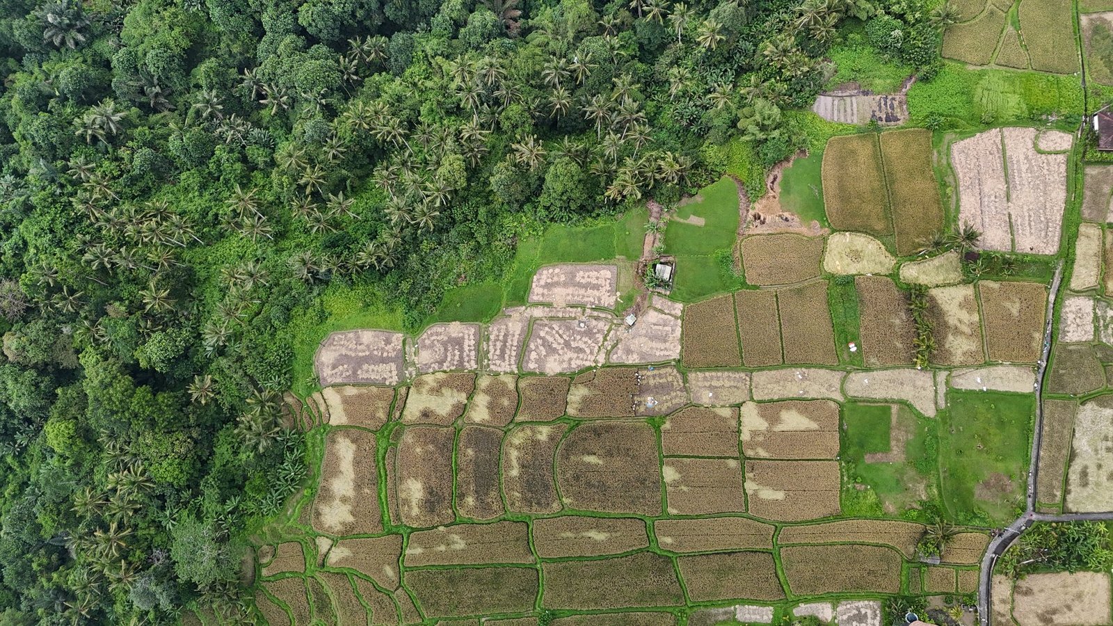 Land in Ubud, Bali, Indonesia 1 - 14412540