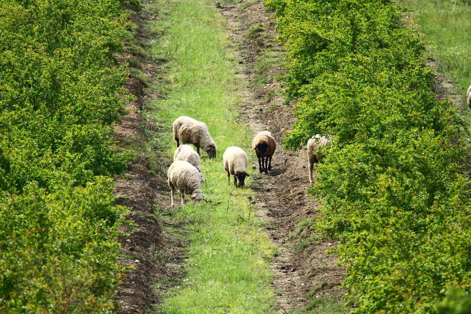 Magnificent Estate With 81.5 Hectares, In Messejana Farm Ranch in Messejana, Beja District, Portugal 1 - 15064136