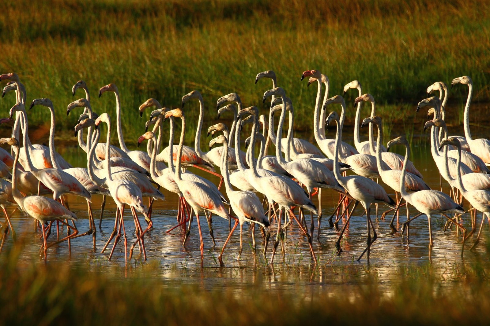 Magnificent Estate With 81.5 Hectares, In Messejana Farm Ranch in Messejana, Beja District, Portugal 1 - 15064136