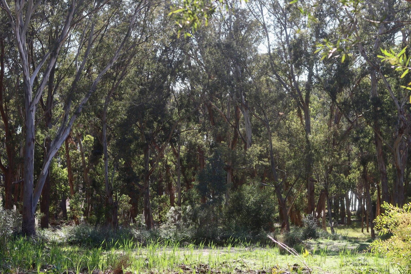 Incredible House In Private Neighborhood Reserva Montoya House in Laguna Blanca, Maldonado Department, Uruguay 1 - 13879505