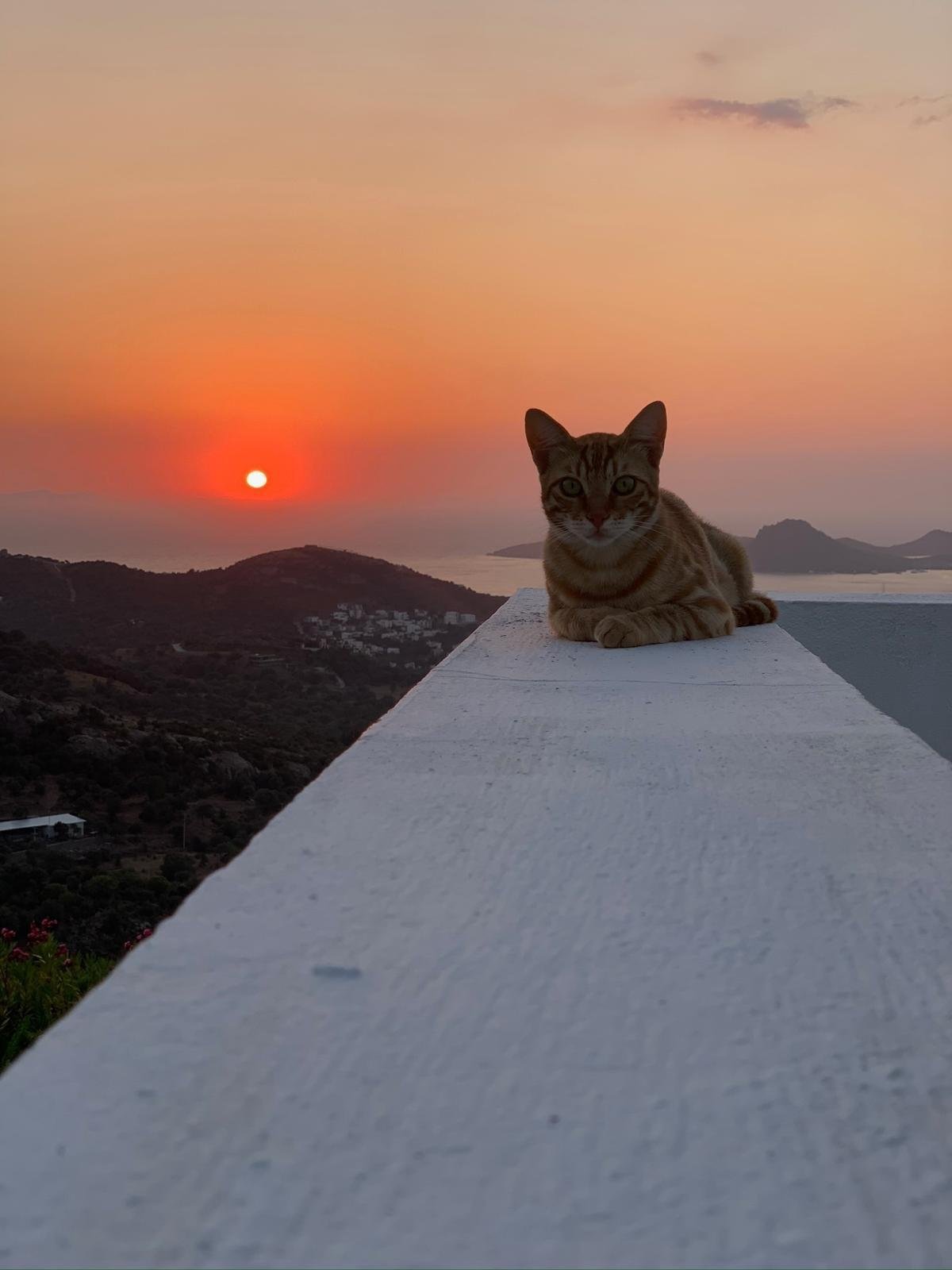 Modern Sea View Villa Designed By Richard Meier Villa in Yalıkavak, Muğla, Turkey 1 - 14323178